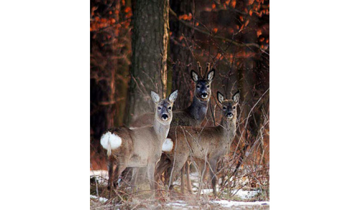 Fotka - Verejná vyhláška - pozvánka poľovného revíru Svornosť