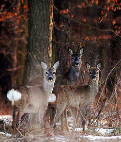 Fotka - Verejná vyhláška - pozvánka poľovného revíru Svornosť