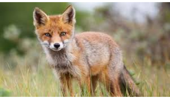 Fotka - Informácia o orálnej vakcinácii líšok